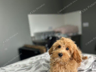 puppy