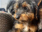 Puppy