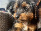 puppy