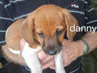 Puppy