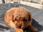 Puppy