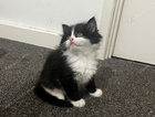 kitten
