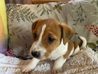 puppy
