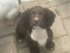 puppy