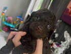 Puppy