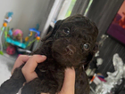 puppy