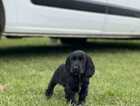 Puppy