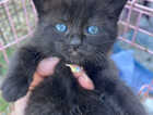 Kitten