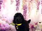 yellow collar