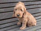 Puppy
