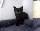 kitten