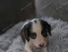 Puppy