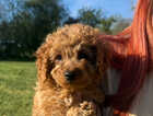 Puppy