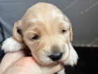 Puppy