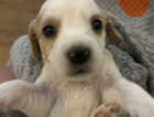 Puppy