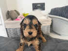 Puppy