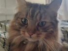 MISSING CAT &ndash; PLEASE HELP