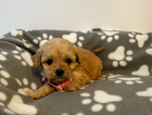 puppy  (pink collar) gir