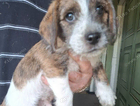 billy