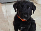 orange girl