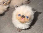 Kitten