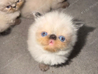 kitten