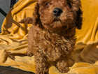 Puppy