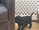 puppy