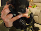 Puppy