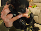puppy