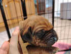 Puppy