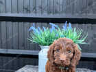 Puppy