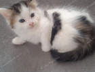 kitten