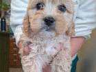 puppy