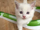 Kitten