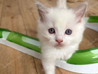 kitten
