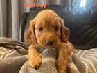 Puppy
