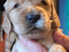 puppy