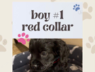 puppy