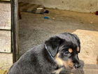 puppy  (bluey)