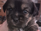 puppy  dark blue collar