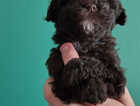 Puppy