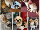 MISSING SHIH TZU &pound;500 reward male white/beige/tan