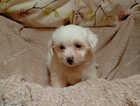 Puppy