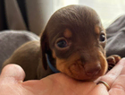 puppy