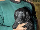 Puppy