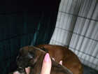 Puppy
