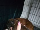 puppy