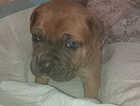 Puppy