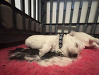 puppy